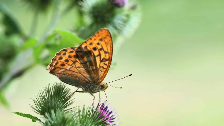 ralf1403-butterfly-10386946_1920