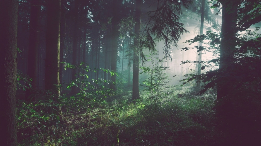 wald_0001